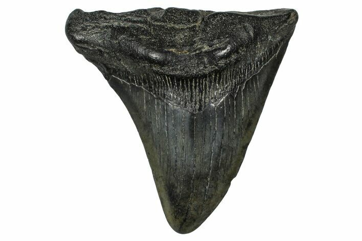 Partial Fossil Megalodon Tooth - South Carolina #374263